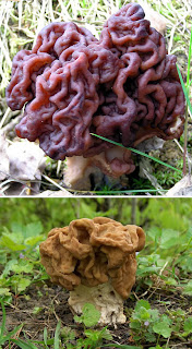 10-jamur-dengan-bentuk-yg-aneh-dan-unik