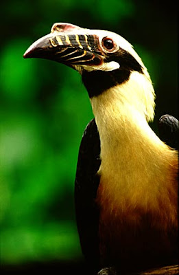 Si unik Burung Rangkong (Enggang)
