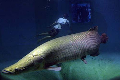 9 Ikan Paling Aneh Dan Berwajah Garang Penguasa Sungai Air Tawar