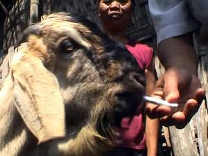 Kambing2 ini ga layak di sembelih bray