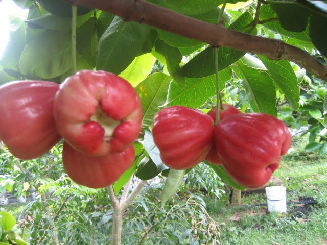 &#91;HEALTHY&#93; Buah Lokal Indonesia dan Manfaatnya - Part 2