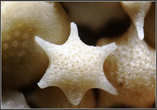 kehindahan pasir di perbesar 110x 