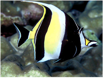 inilah-5-ikan-yang-paling-tercantik-dan-terpopuler-di-dunia