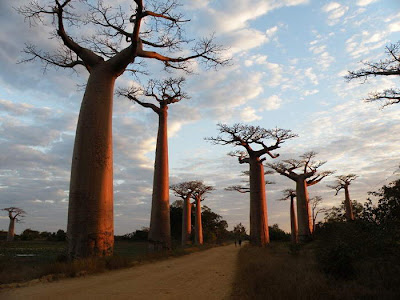 Pohon Baobab, Pohon Besar Yang Kelihatan Terbalik