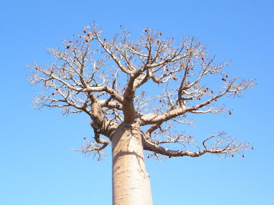 pohon-baobab-pohon-besar-yang-kelihatan-terbalik