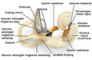 &#91;BIOLOGI&#93; Sistem Indra Manusia