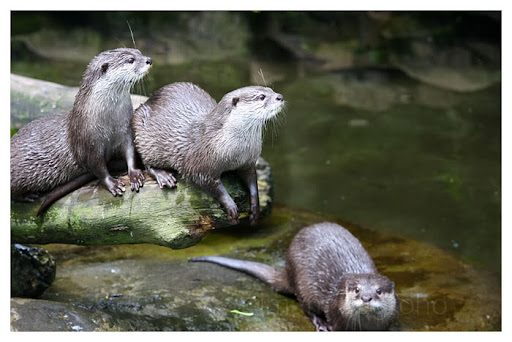 help-me-gan-yang-tau-cara-menangkap-berang2-pls-masuk