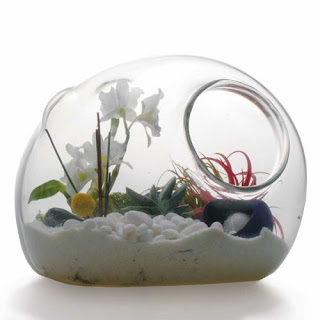 tanaman terrarium (seno dalam kaca)
