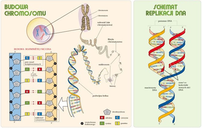 Jangan takut bila cewek bilang minta pertanggung jawaban Tes DNA