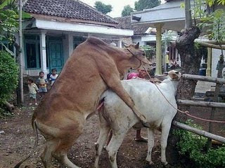 Foto Hewan-Hewan TerSexy Awas Agan Ngiler (Agak BB dikit)