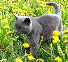 Mengenal Russian Blue, Kucing Dari Rusia