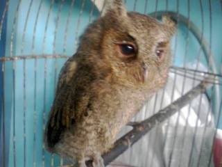 973397339733-yang-tanya-masuk-sini-semua-burung-973397339733