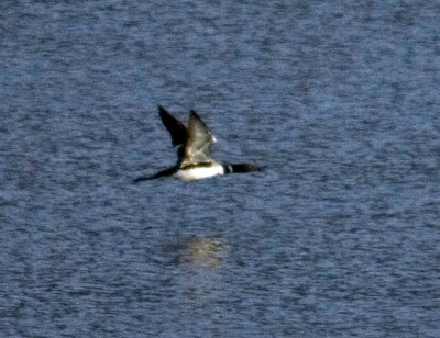 &#91;AMAZING&#93; 5 Spesies Burung Penyelam Handal di Dunia