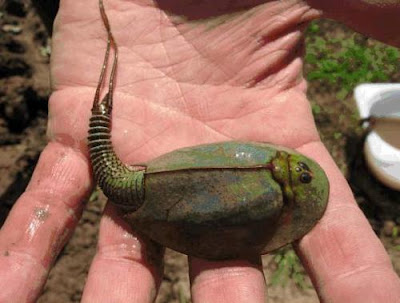 Triops, hewan purba dari jaman dinosaurus