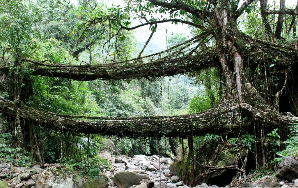 10 Pohon Teramat Aneh dari Berbagai Penjuru Dunia