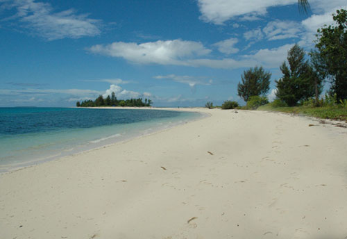 BELUT RAKSASA (MOREA) dari AMBON, INDONESIA