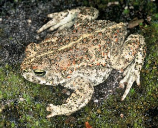 Perbedaan Kodok &amp; Katak &#91; Education &#93;