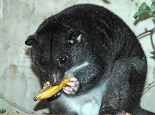 Mengenal KUSKUS (The Rarest Indonesian Marsupial)