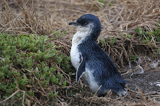 Penguin dan Jenis Jenisnya yang ada di Dunia