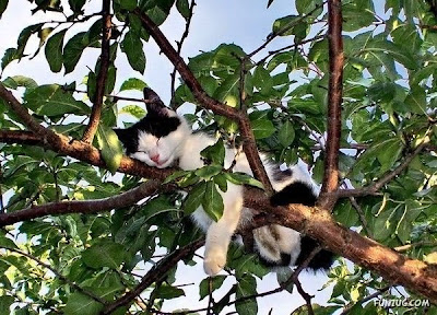 gini nih gan kalau kucing dah tidur, gak peduli dimana gan