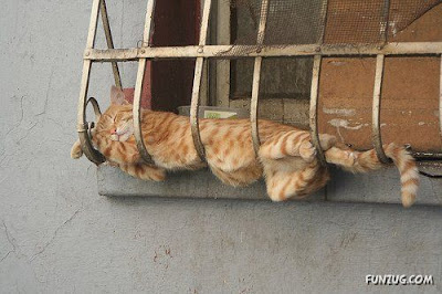 gini nih gan kalau kucing dah tidur, gak peduli dimana gan