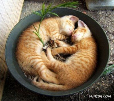 gini nih gan kalau kucing dah tidur, gak peduli dimana gan