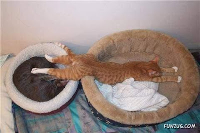 gini nih gan kalau kucing dah tidur, gak peduli dimana gan