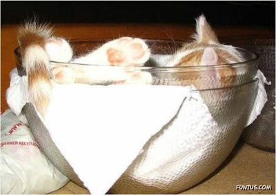 gini nih gan kalau kucing dah tidur, gak peduli dimana gan