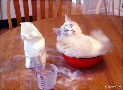gini nih gan kalau kucing dah tidur, gak peduli dimana gan