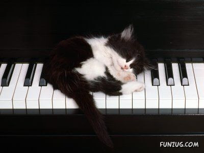 gini nih gan kalau kucing dah tidur, gak peduli dimana gan
