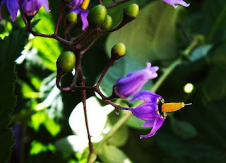 7 Bunga Cantik Tetapi Mematikan