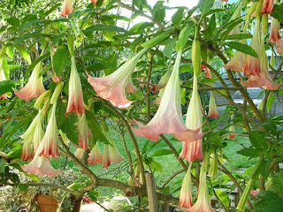 7 Bunga Cantik Tetapi Mematikan