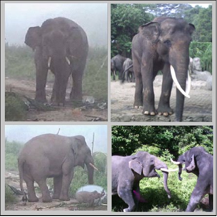 Jenis-Jenis Gajah Di Indonesia