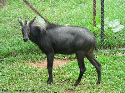 Kambing Hutan Langka Sumatra Terekam Kamera