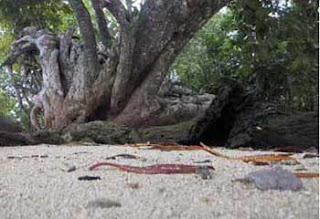 Eksotisme Pulau Rumberpon, di papua