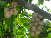 tujuh-buah-langka-yang-enak-di-indonesia