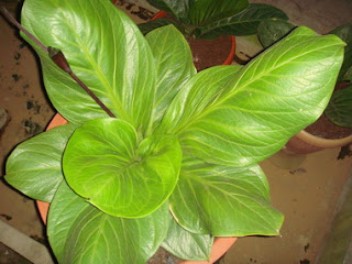 ...== Anthurium Lover's Part 2 ==...
