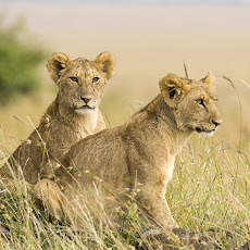 &#91;AMAZING&#93; Kumpulan foto Singa Paling Keren! (MORE PICT)