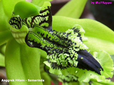 Anggrek Hitam (Maskot Flora Kalimantan Timur)
