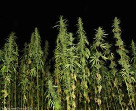 ganja dan bahayanya &#91;share gan&#93;