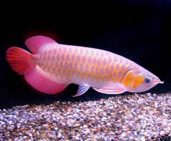 10-ikan---ikan-cantik-hiasan-akuarium