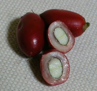 Yuk, Mengenal Buah Ajaib
