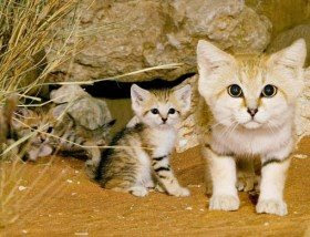 Mengenal Lebih Dekat Sand Cat ( Kucing Pasir )