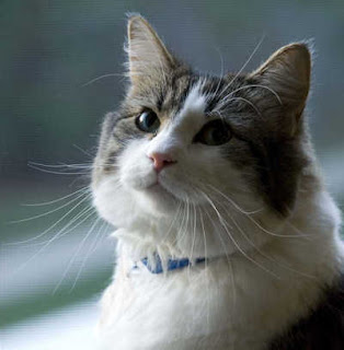  kisah kucing yang dapat mendeteksi kematian