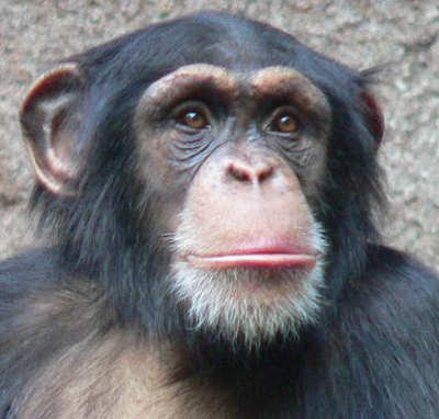 oliver-the-humanzee-setengah-simpanse-setengah-manusia