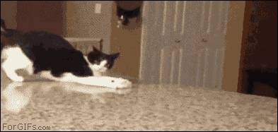 Kumpulan Animasi Kucing Yang Luthu bin Unyu