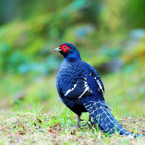 Demi Tuhan, Ini Ayam Cakep Banget! Oriental 