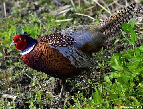 Demi Tuhan, Ini Ayam Cakep Banget! Oriental 