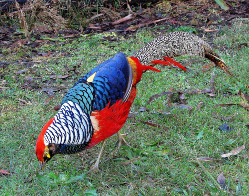 Demi Tuhan, Ini Ayam Cakep Banget! Oriental 