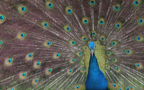 Burung Burung Besar Eksotis